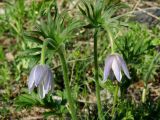 Pulsatilla dahurica