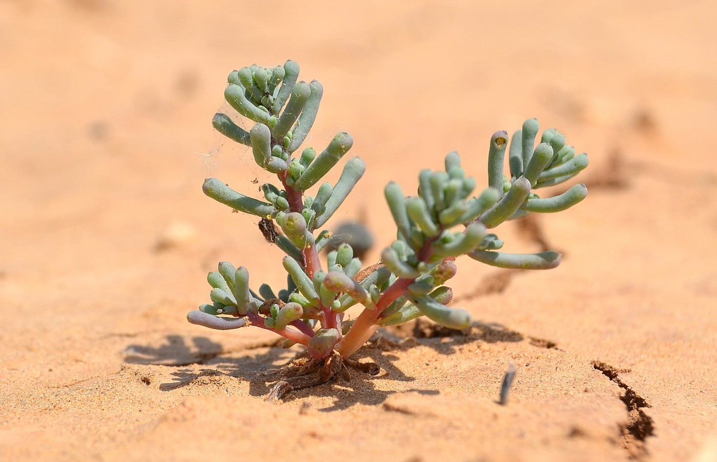 Изображение особи Salsola foliosa.