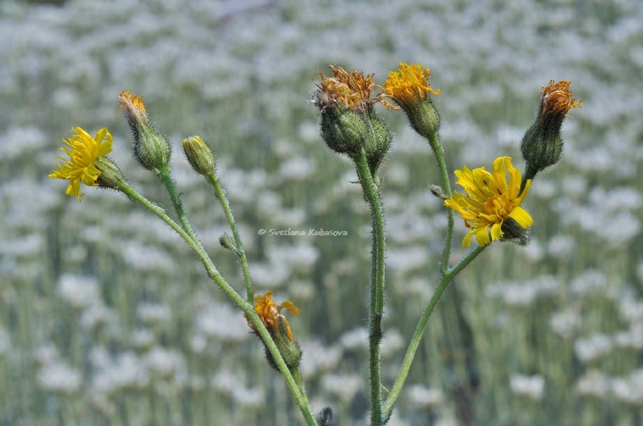 Изображение особи Hieracium maculatum.