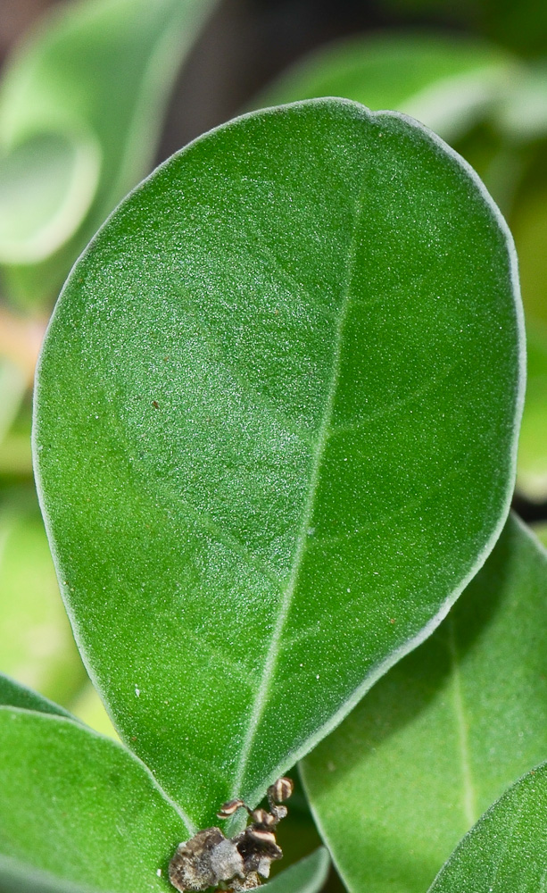 Изображение особи Vitex trifolia ssp. litoralis.