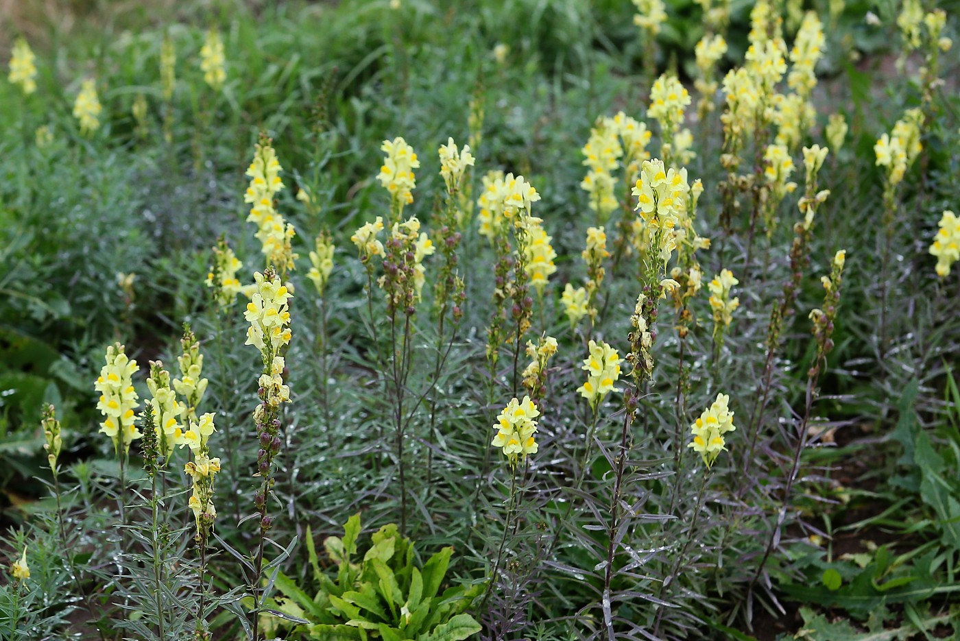 Image of Linaria vulgaris specimen.