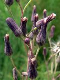 Lactuca sibirica. Часть общего соцветия с нераспустившимися и отцветшими соцветиями. Бурейский р-н, окр. с. Виноградовка, долина р. Асташиха, разнотравный луг. 25.07.2016.