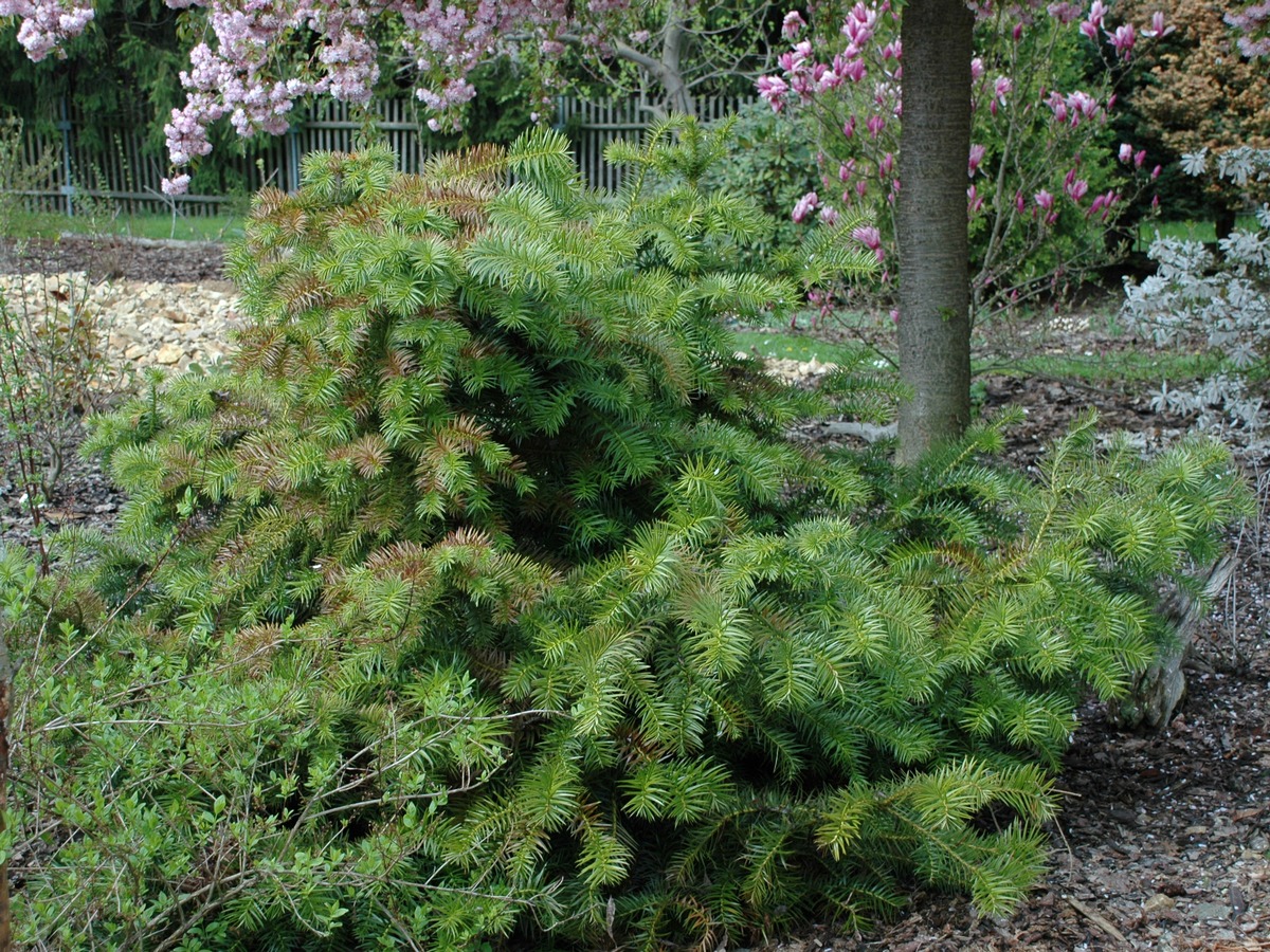 Изображение особи Cunninghamia lanceolata.