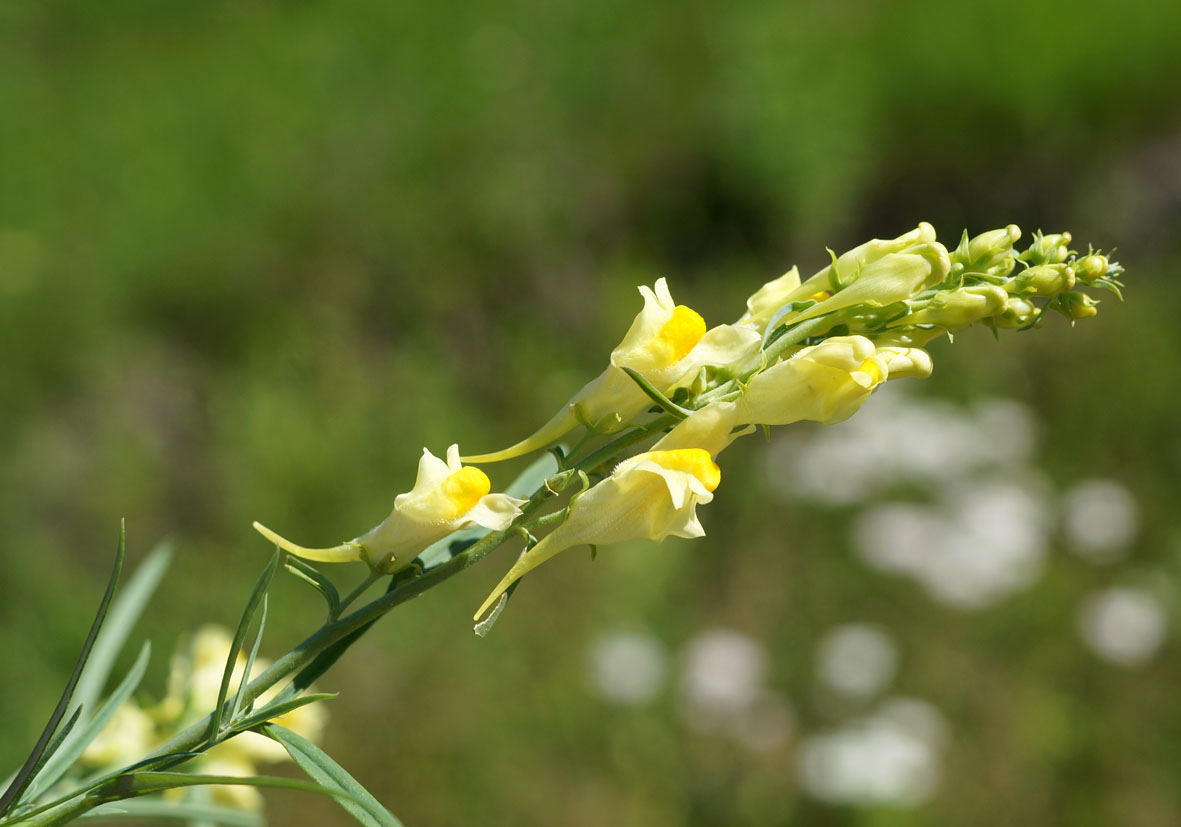 Image of Linaria vulgaris specimen.