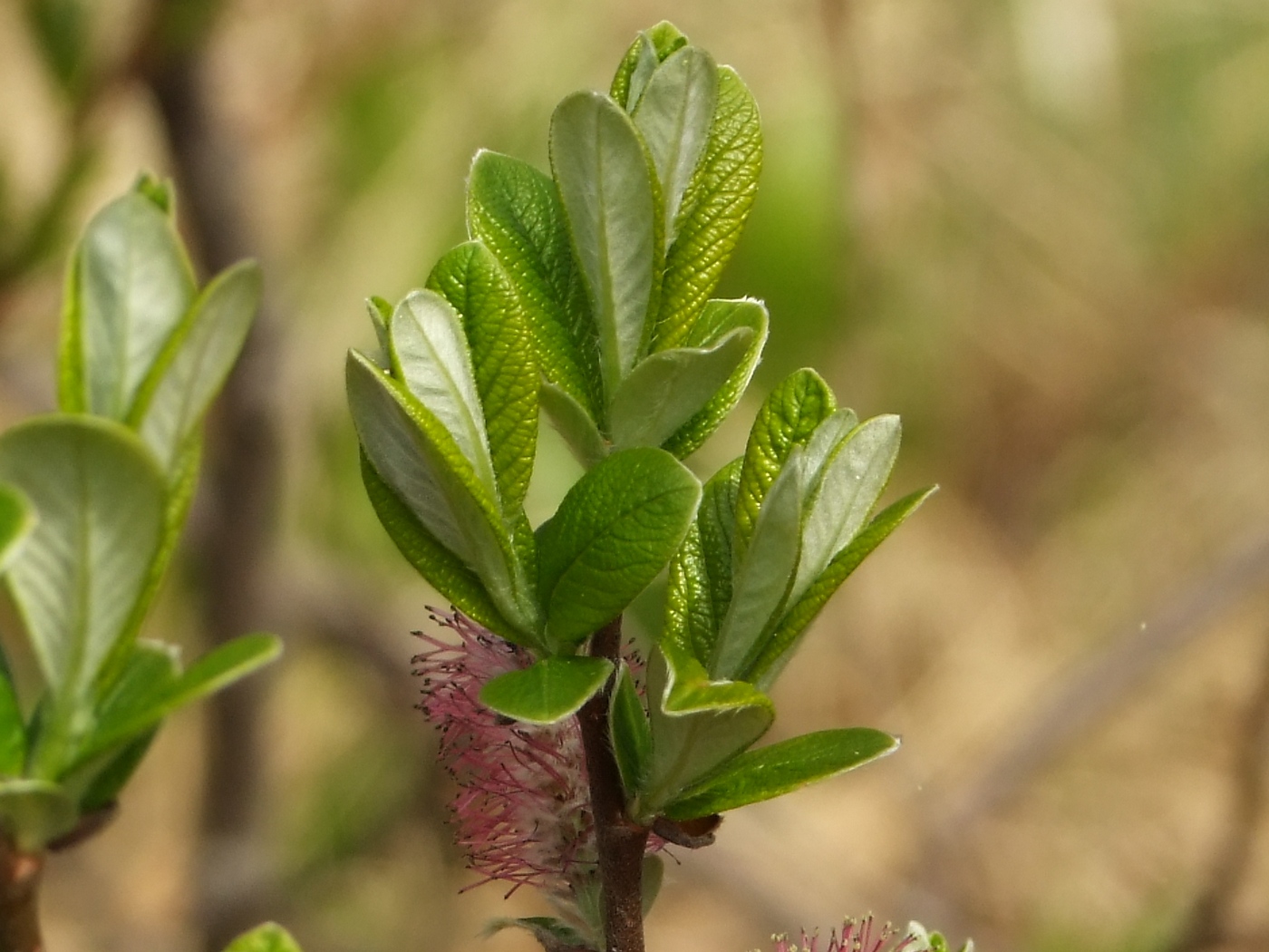 Изображение особи Salix krylovii.