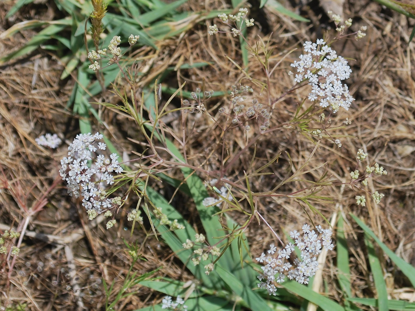 Image of Aphanopleura capillifolia specimen.