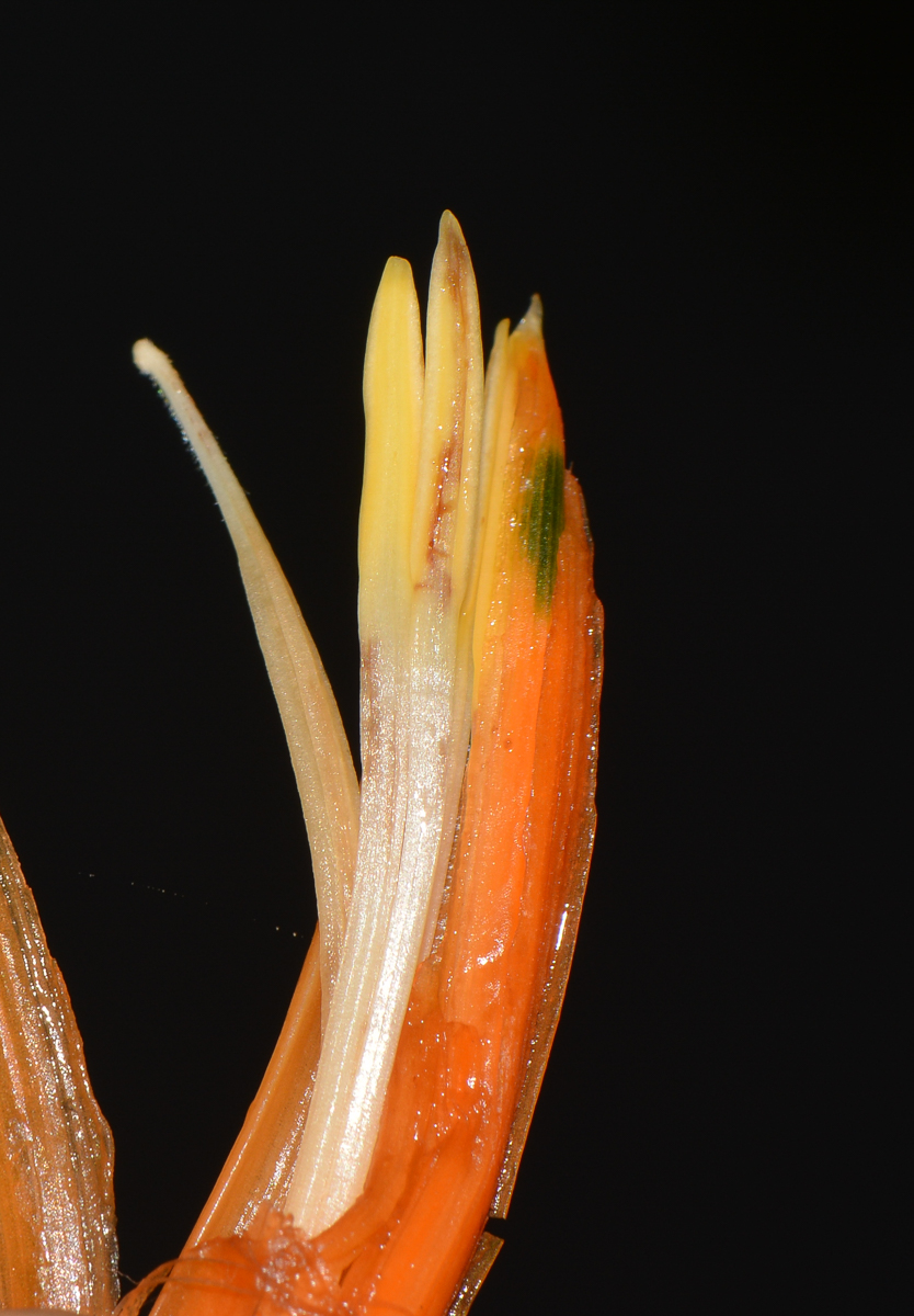 Image of Heliconia psittacorum specimen.