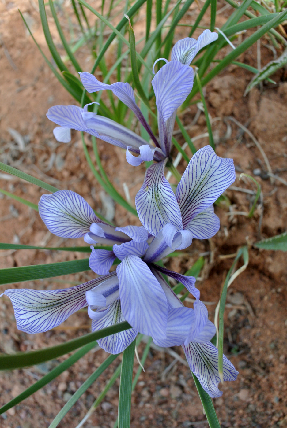 Изображение особи Iris loczyi.