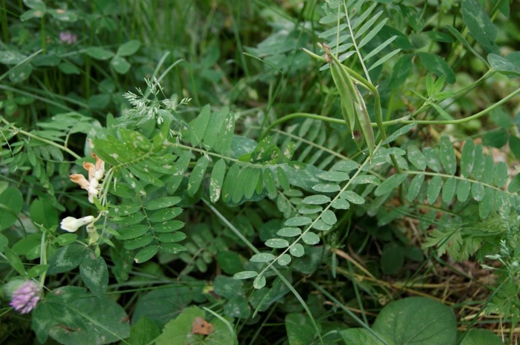 Image of Vicia abbreviata specimen.