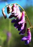 Vicia nervata