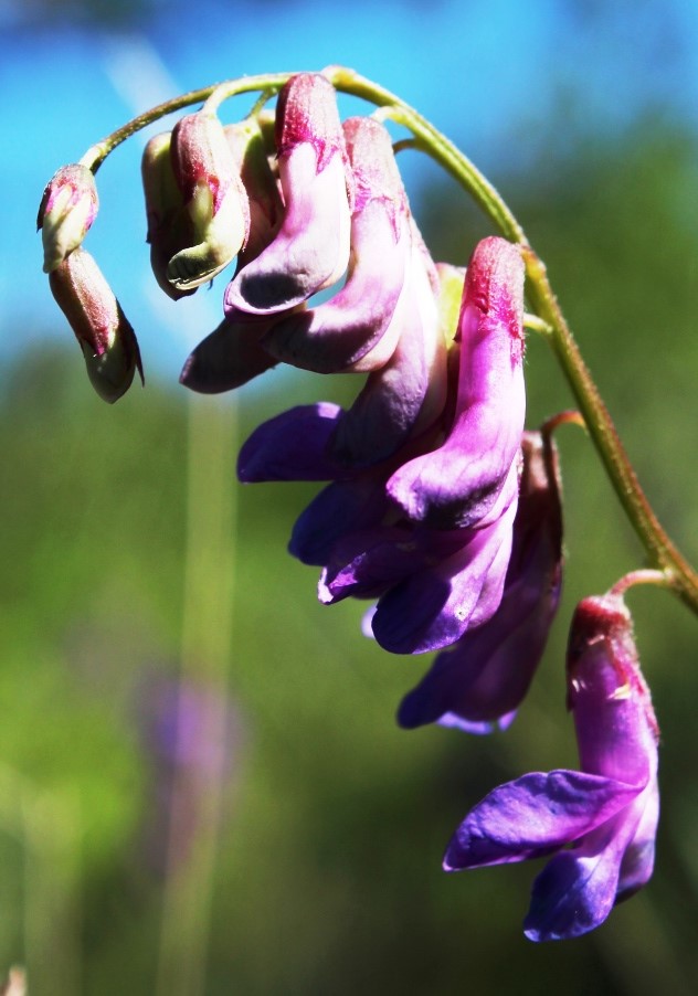 Изображение особи Vicia nervata.