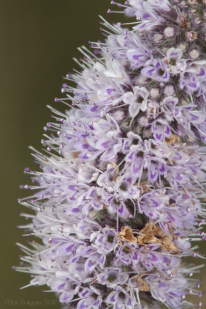 Image of Mentha longifolia specimen.