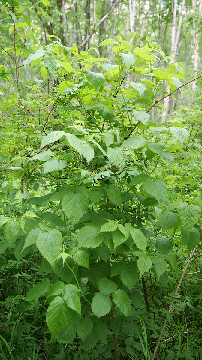Изображение особи Rubus matsumuranus.
