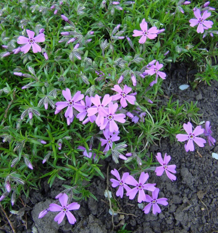 Image of Phlox subulata specimen.