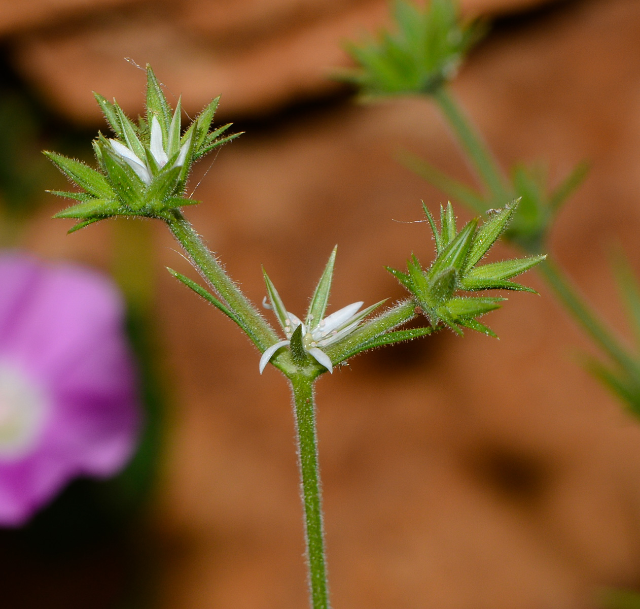 Image of Minuartia decipiens specimen.