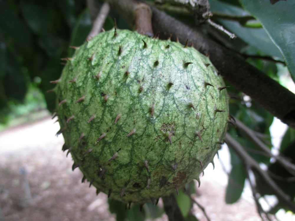 Image of Annona montana specimen.