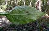 Solidago virgaurea. Лист (нижняя сторона). Республика Адыгея, ок. 3 км восточнее г. Майкоп, край пересохшего русла р. Улька, дубово-грабовый лес. 01.10.2017.