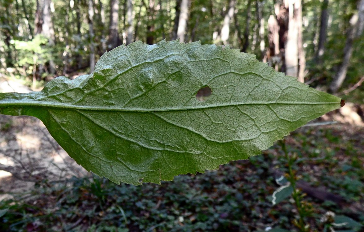 Image of Solidago virgaurea specimen.