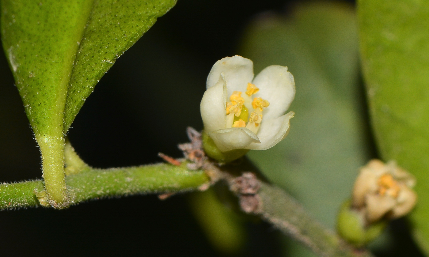 Image of Atalantia buxifolia specimen.