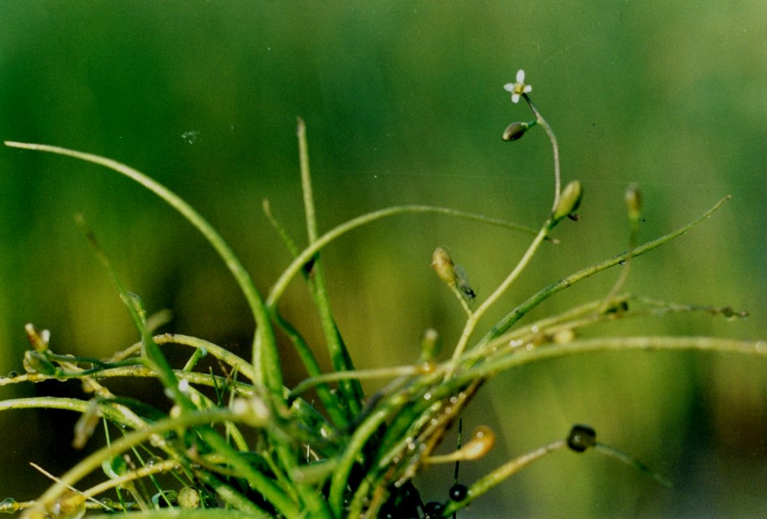 Image of Subularia aquatica specimen.