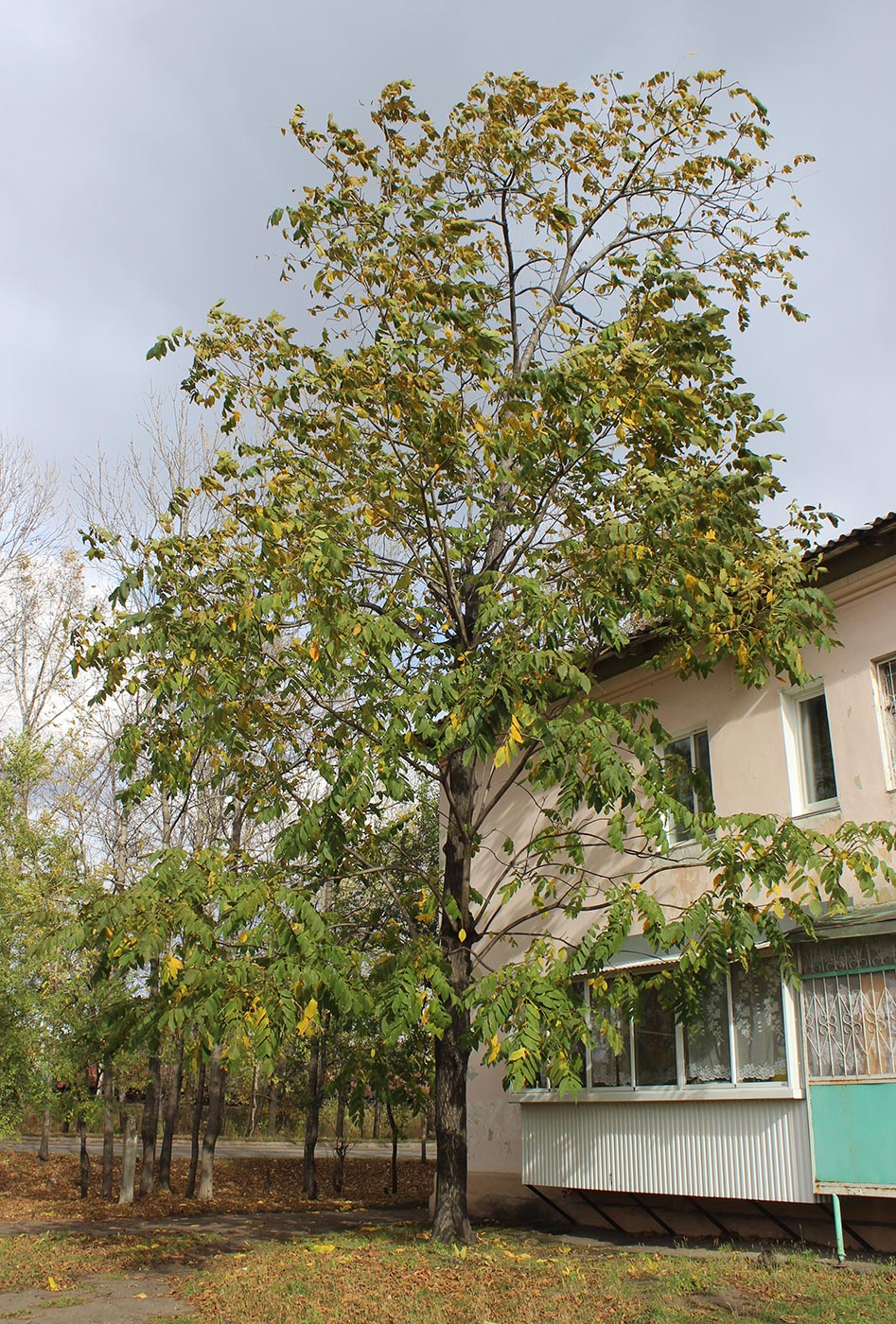 Image of Juglans mandshurica specimen.