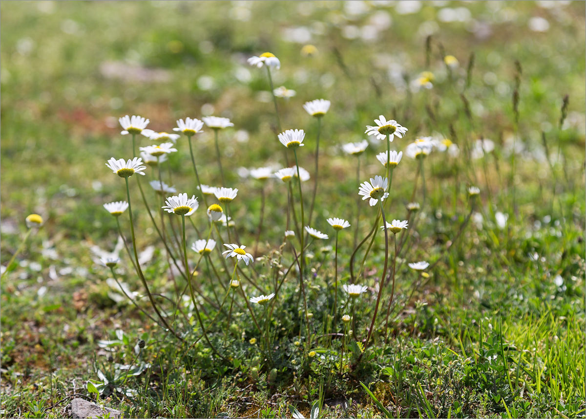 Image of genus Anthemis specimen.