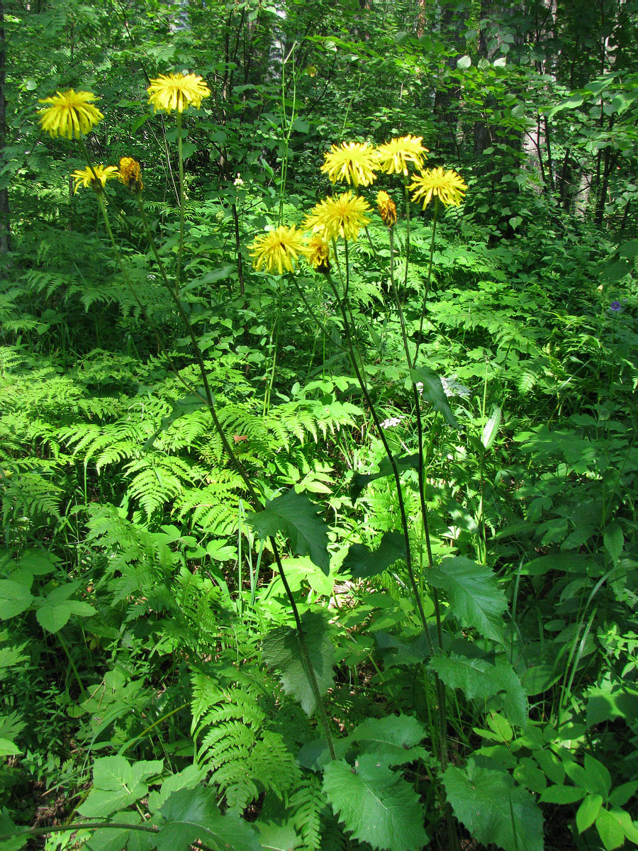 Image of Crepis sibirica specimen.