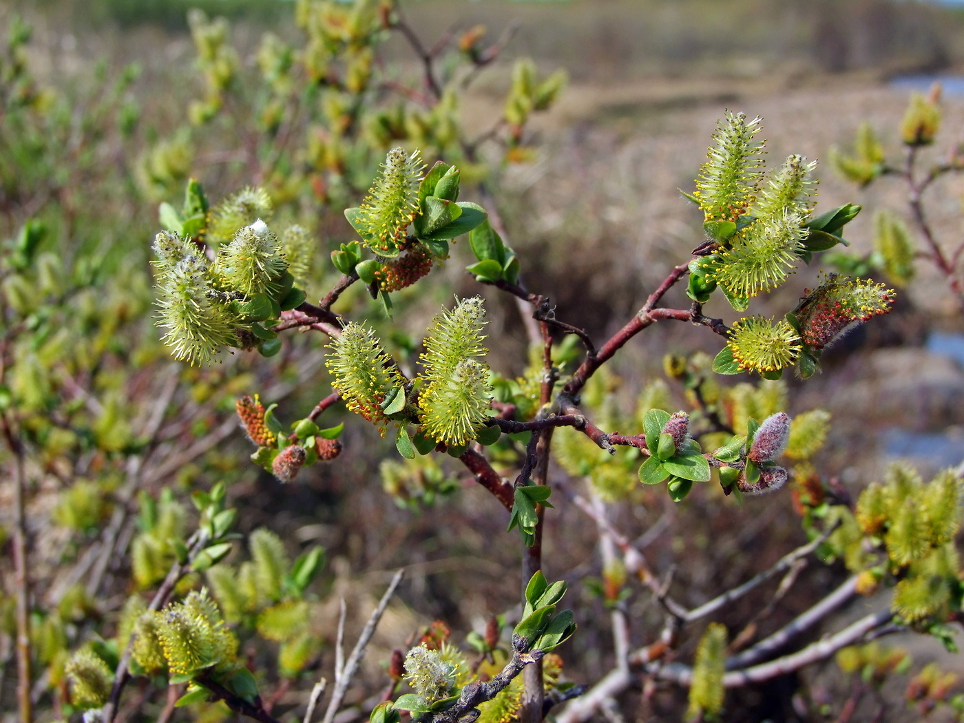 Image of Salix hastata specimen.