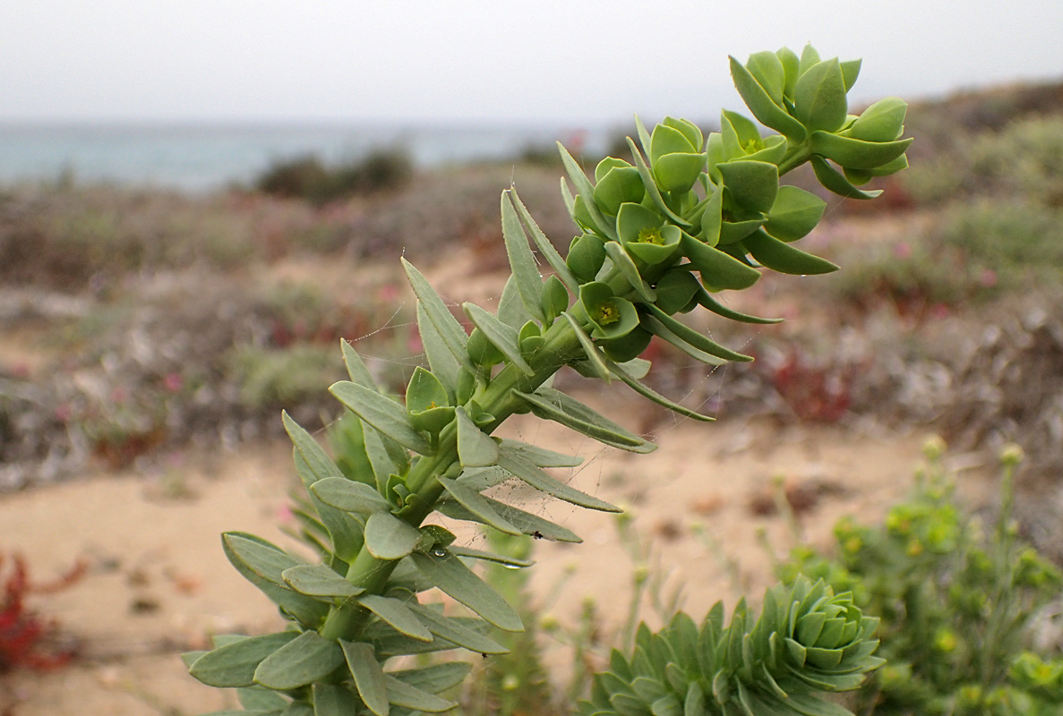 Image of Euphorbia paralias specimen.