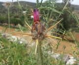 Centaurea laconica. Опутанная паутиной верхушка побега с бутонизирующим соцветием. Греция, Эгейское море, о. Парос, окр. г. Лефкес, обочина грунтовой дороги на горном склоне. 19.04.2018.