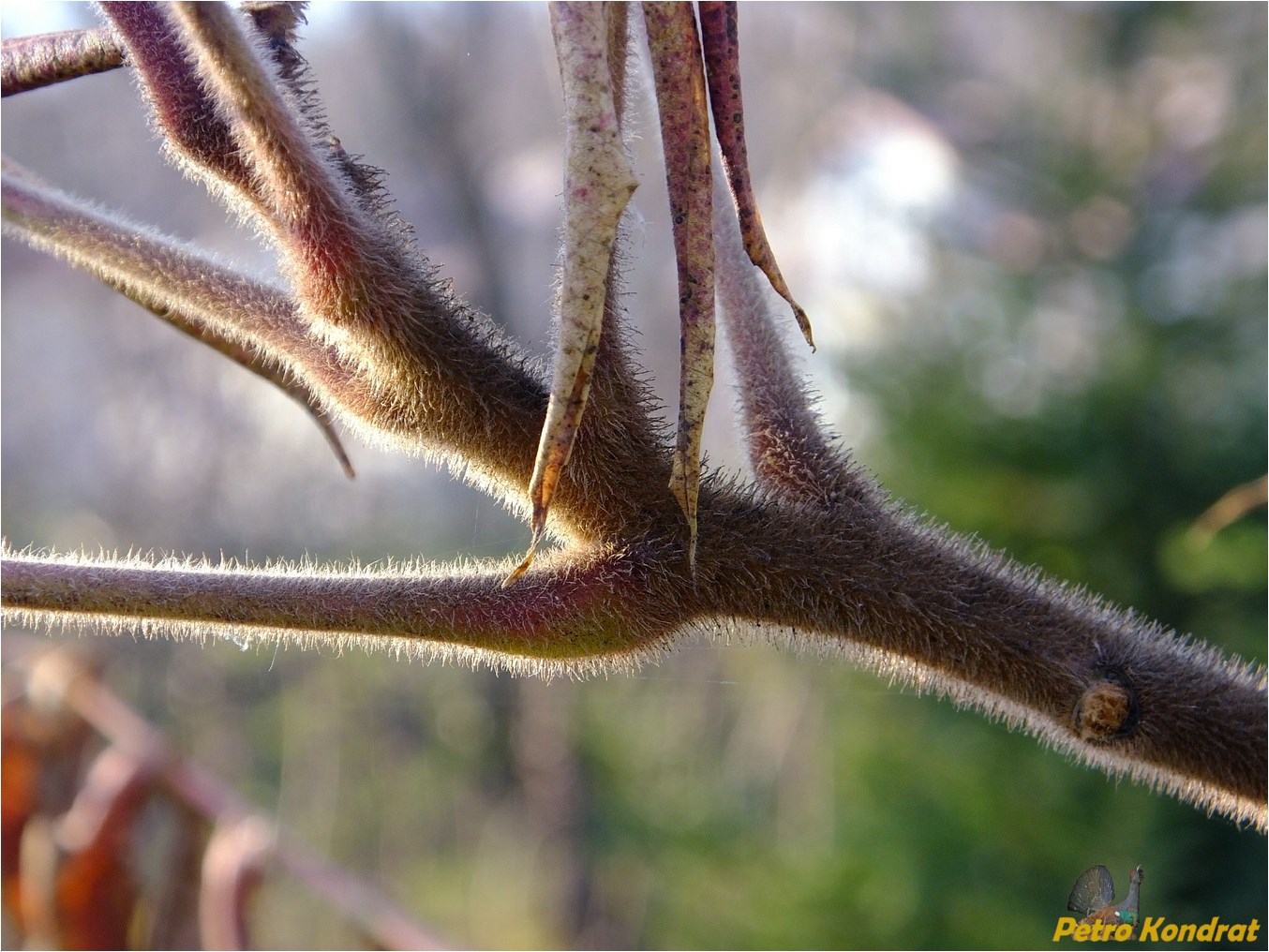 Image of Rhus typhina specimen.