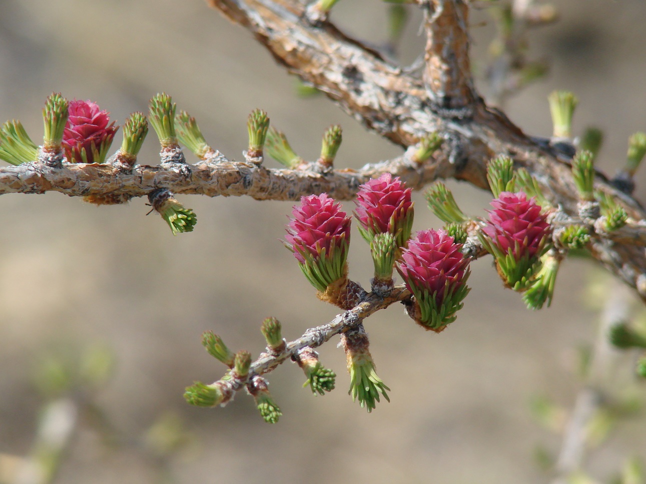 Изображение особи Larix sibirica.