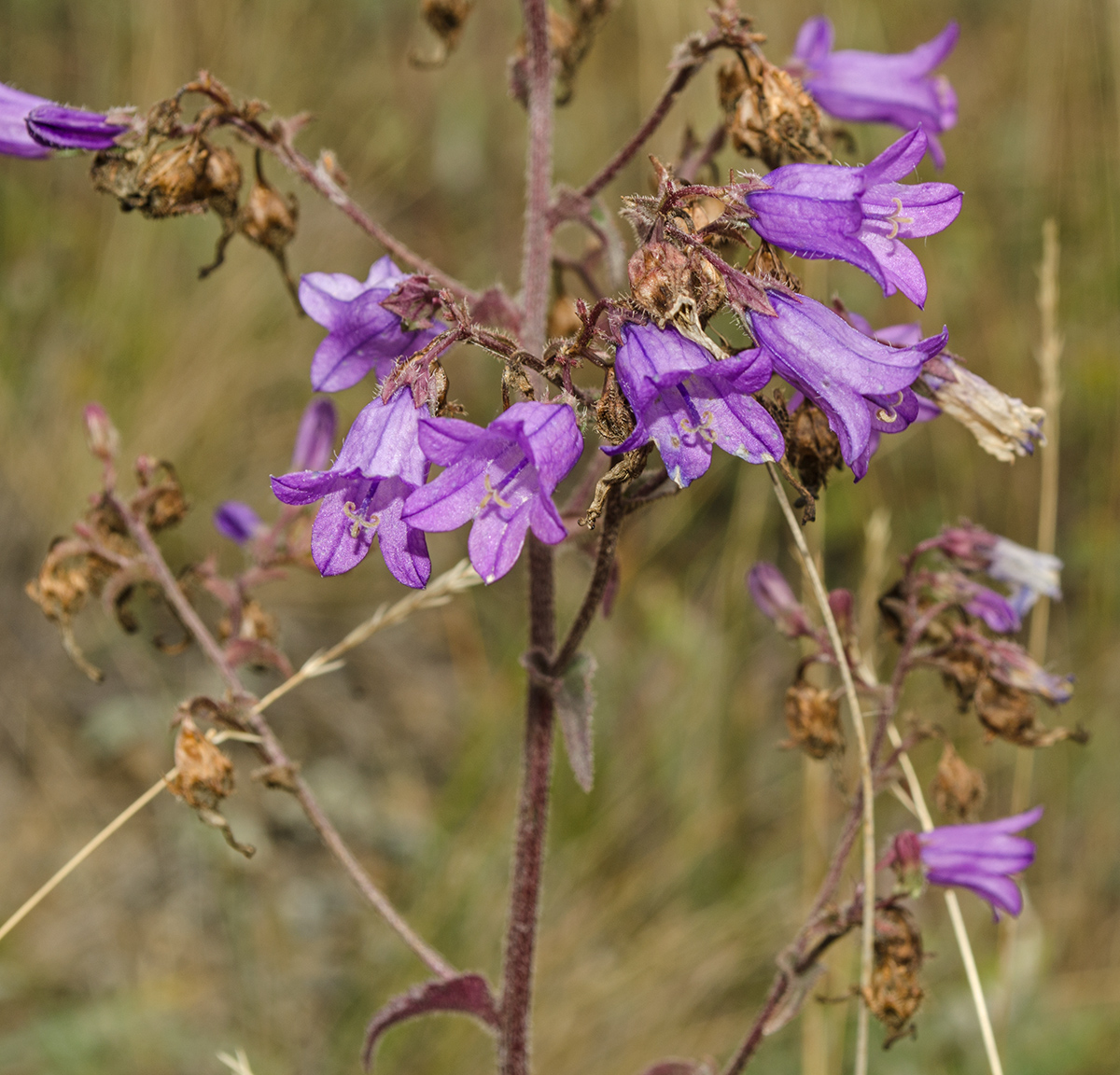 Image of Campanula sibirica specimen.