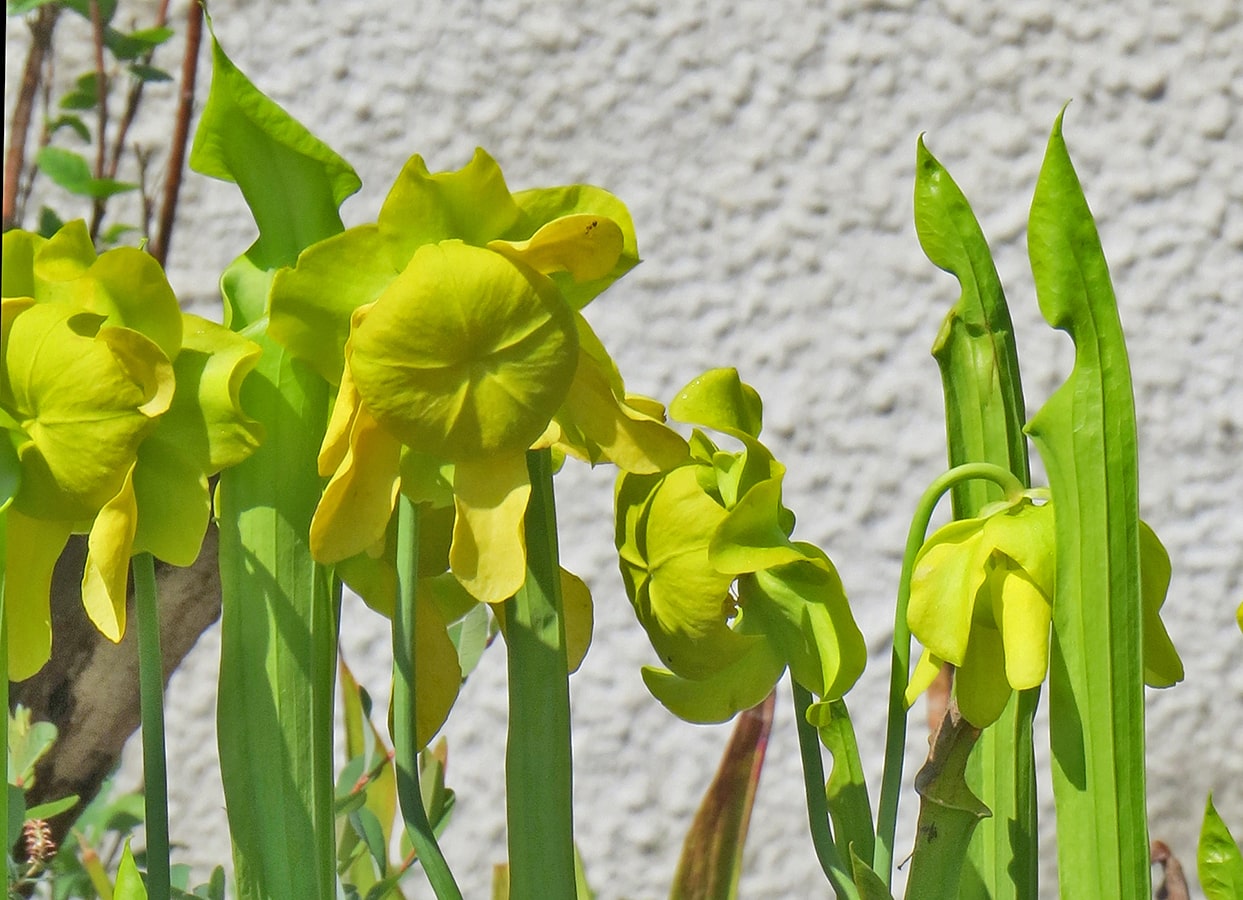 Изображение особи Sarracenia flava.