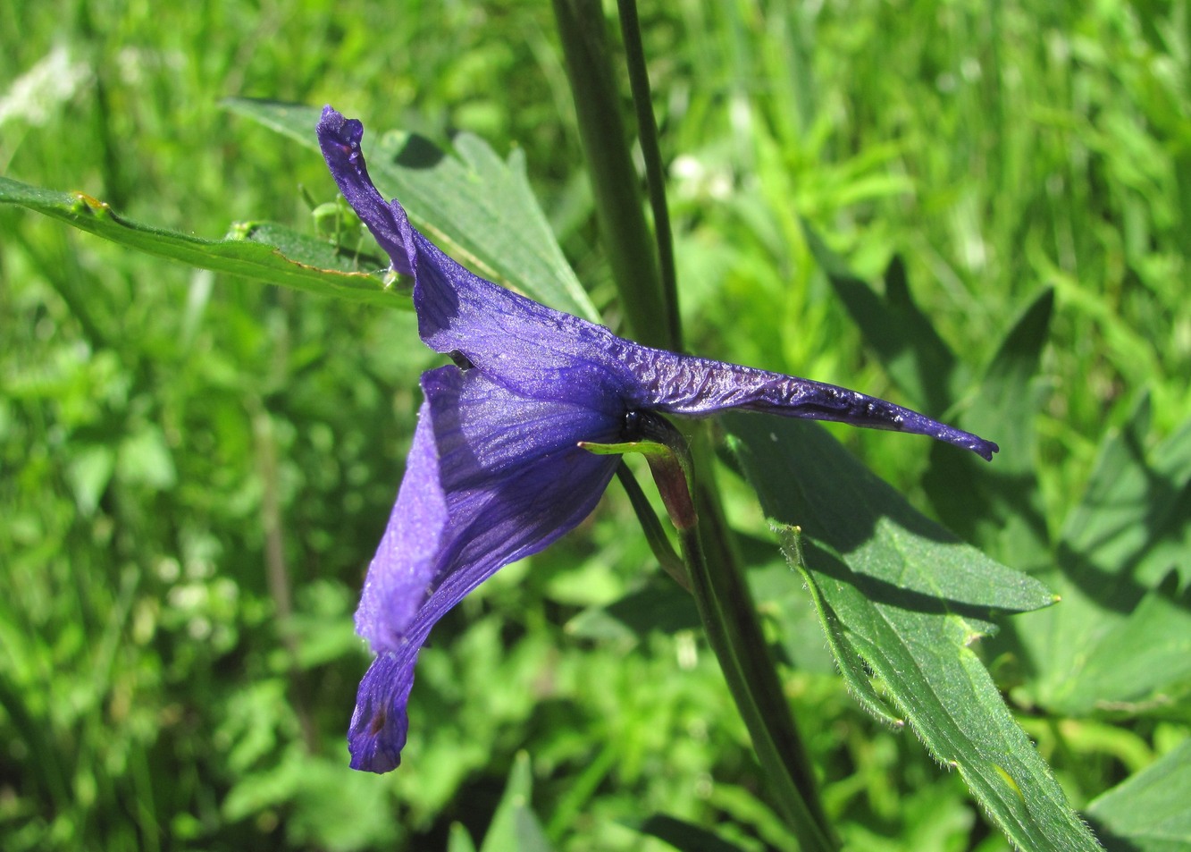 Image of Delphinium flexuosum specimen.