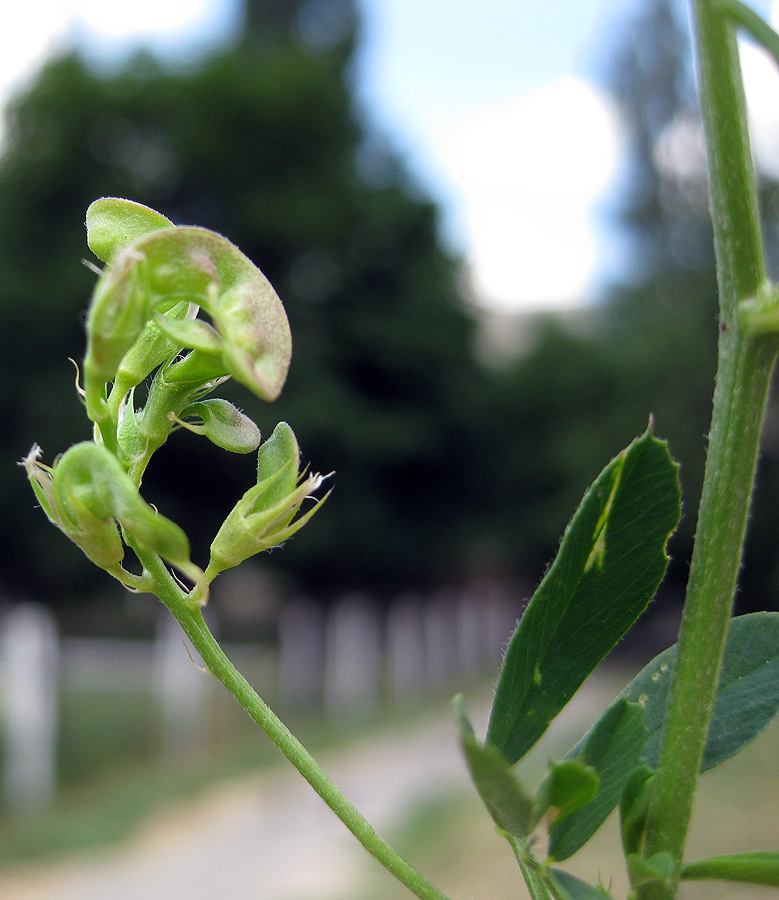 Image of Medicago &times; varia specimen.