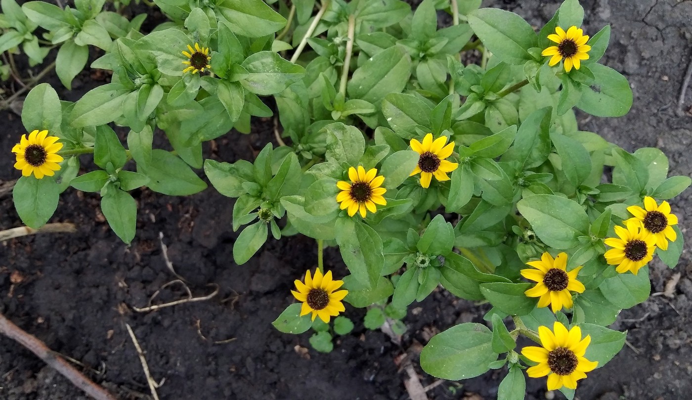 Изображение особи Sanvitalia procumbens.