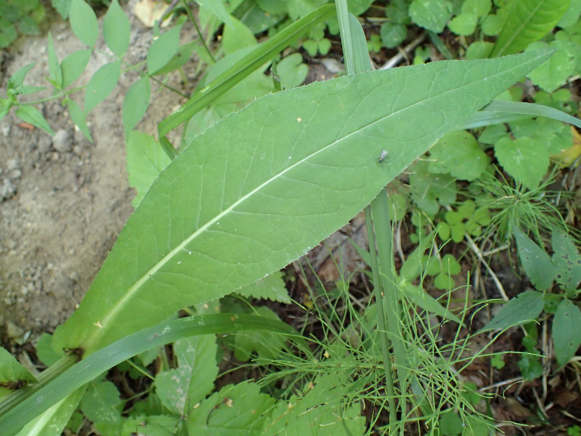 Изображение особи Cirsium heterophyllum.