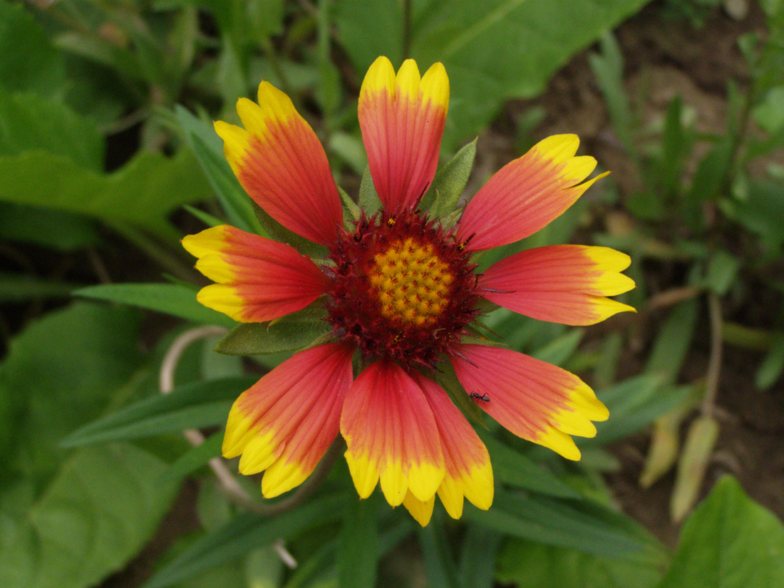 Изображение особи Gaillardia aristata.