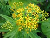 Senecio cannabifolius