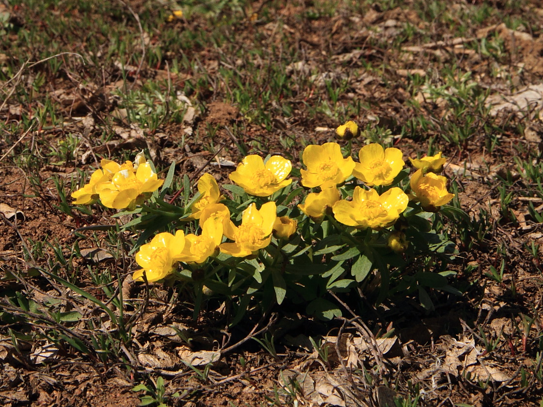 Image of Ranunculus polyrhizos specimen.