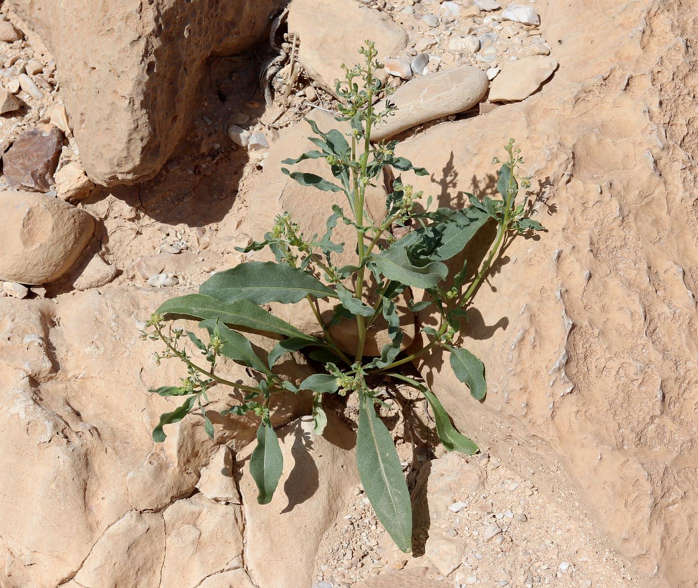 Image of Reseda urnigera specimen.