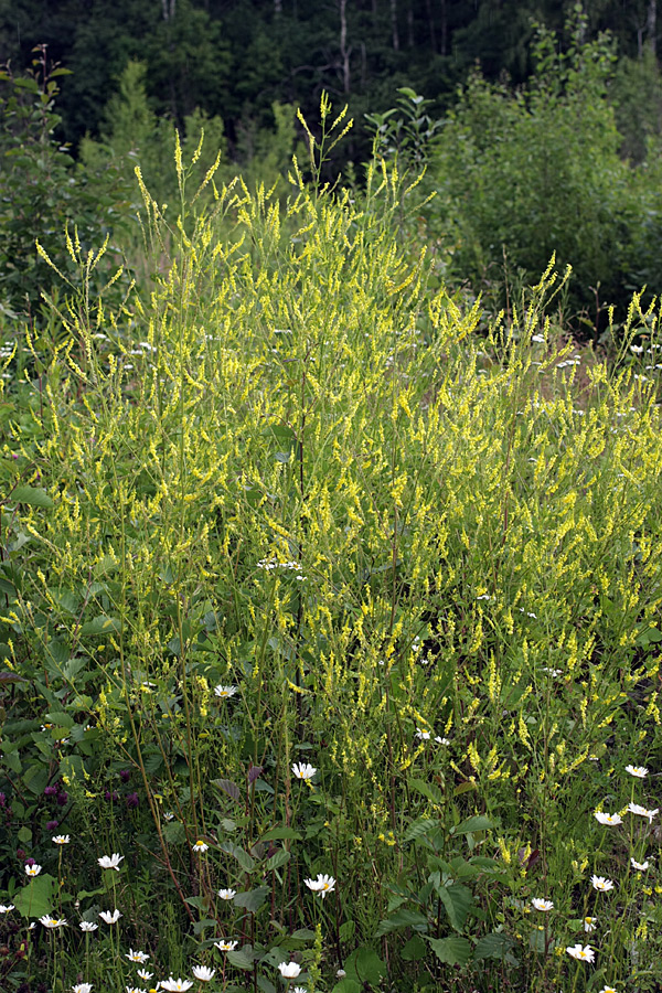 Image of Melilotus officinalis specimen.