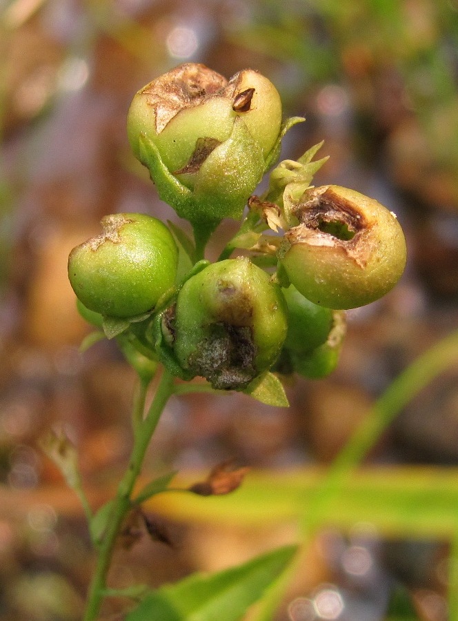 Image of Veronica anagallis-aquatica specimen.