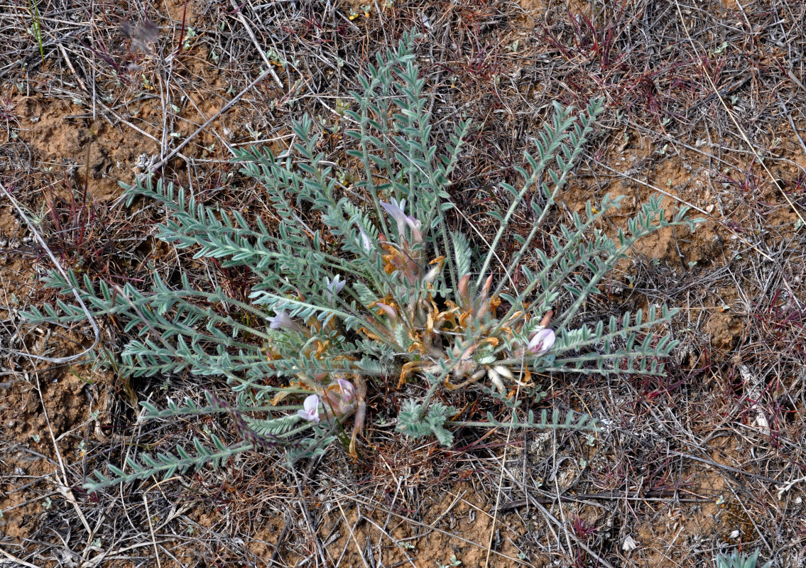 Image of Astragalus testiculatus specimen.