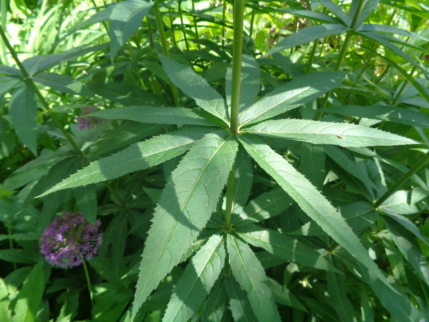 Image of Veronicastrum sibiricum specimen.