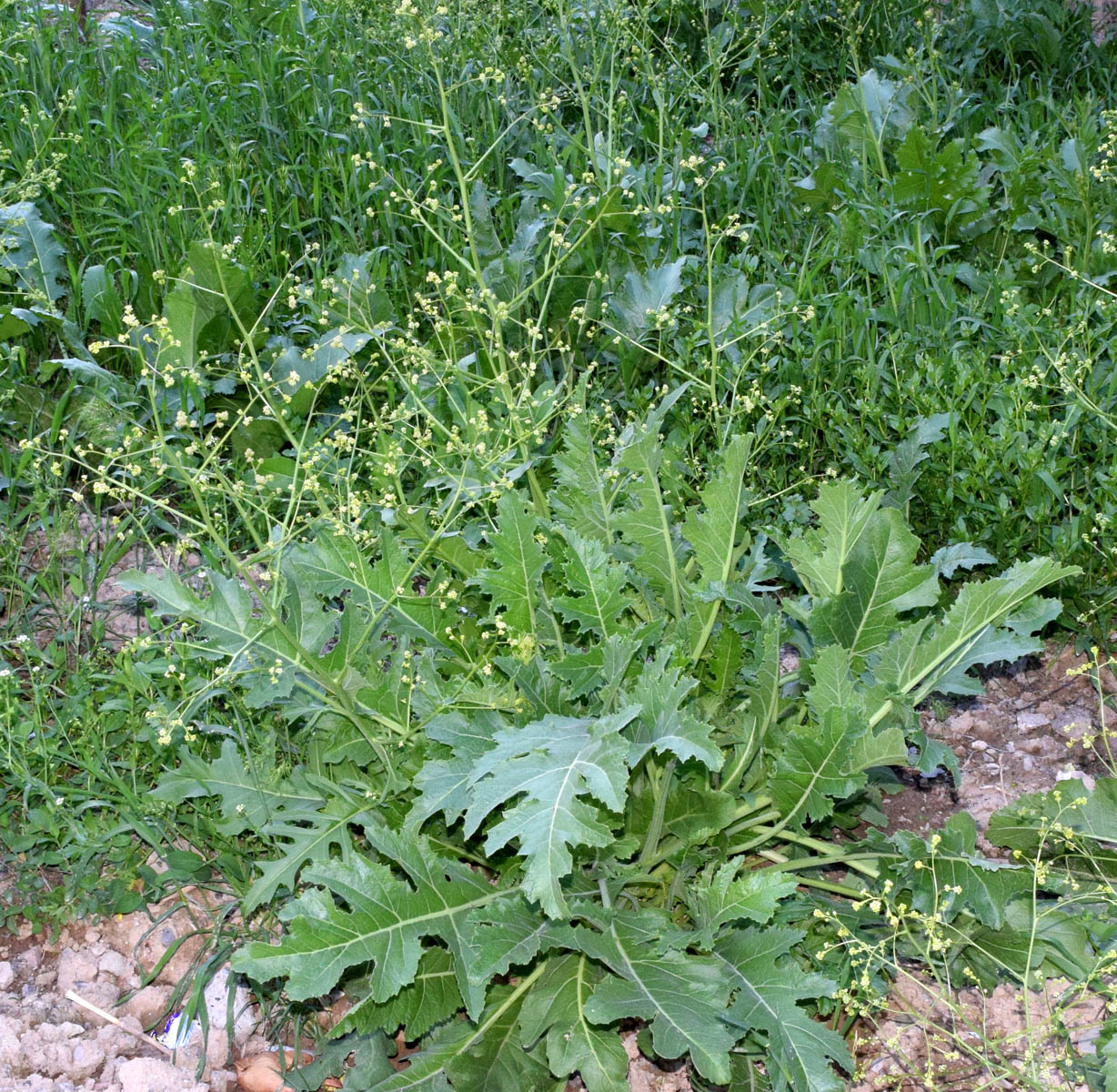 Image of Crambe orientalis specimen.