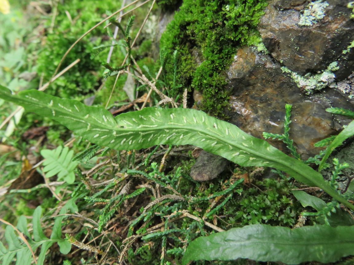 Image of Camptosorus sibiricus specimen.