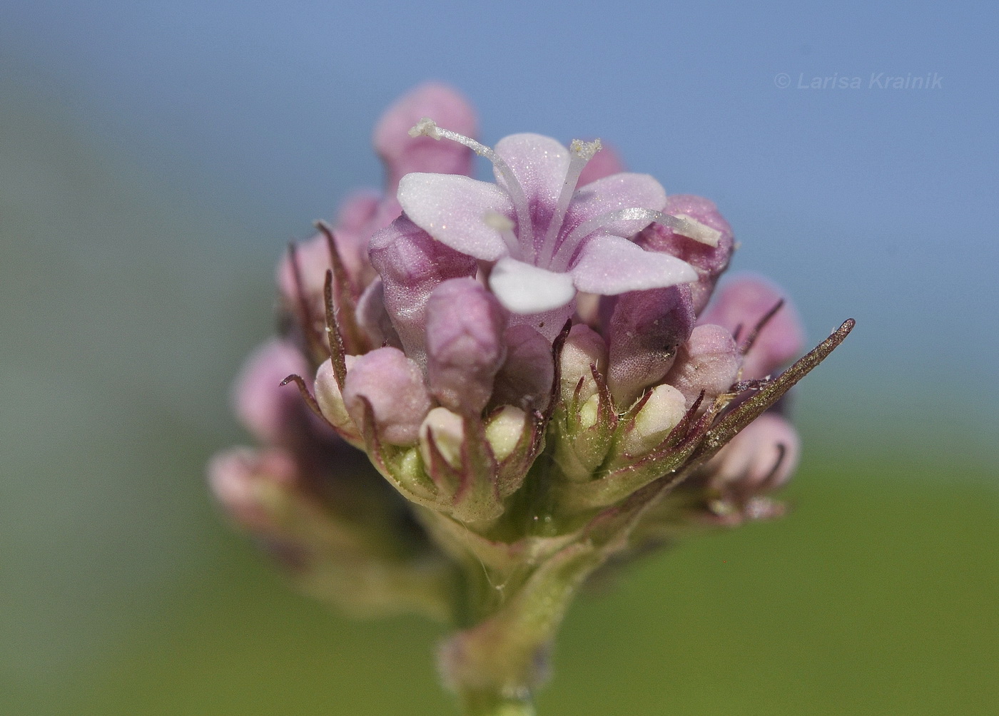 Image of Valeriana coreana specimen.