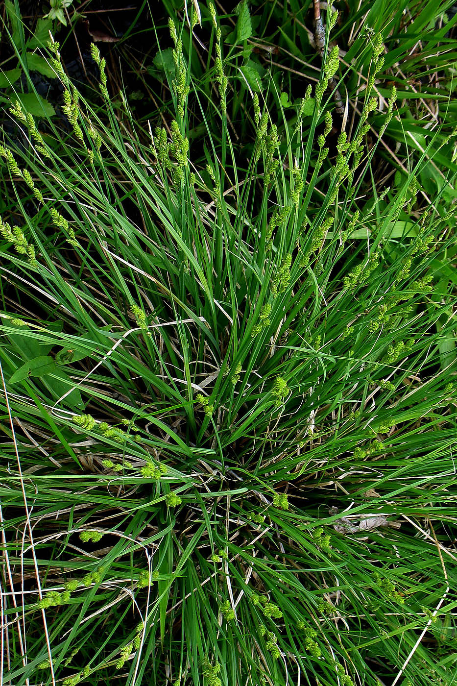 Image of Carex canescens specimen.